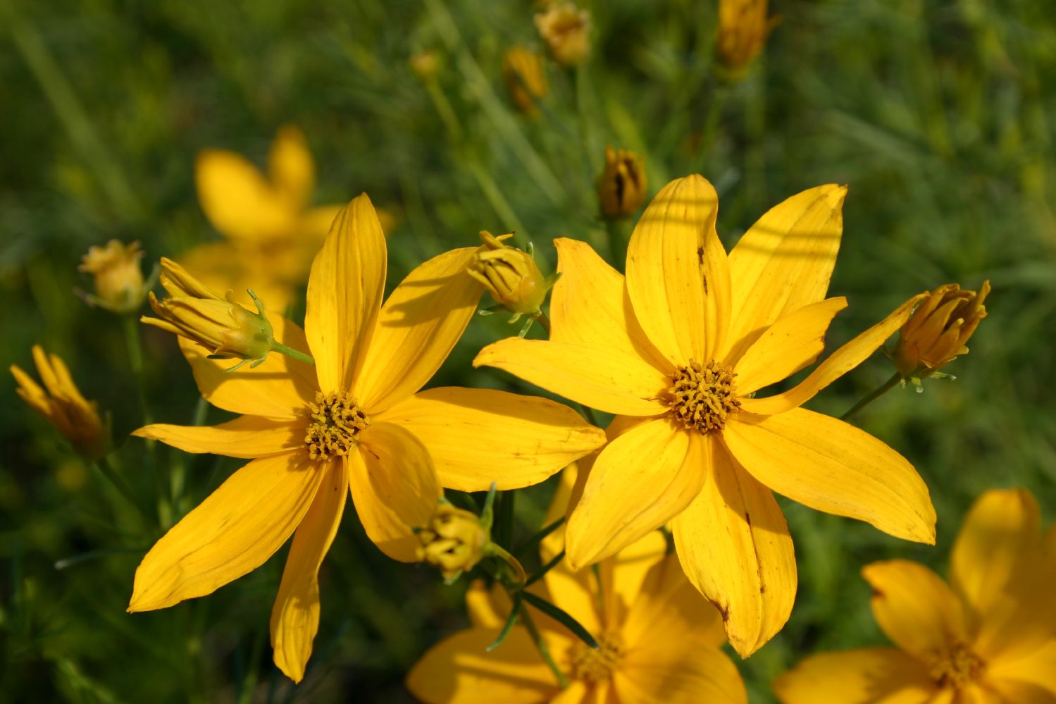 Coreopsis verticillata 'Grandiflora' Mädchenauge