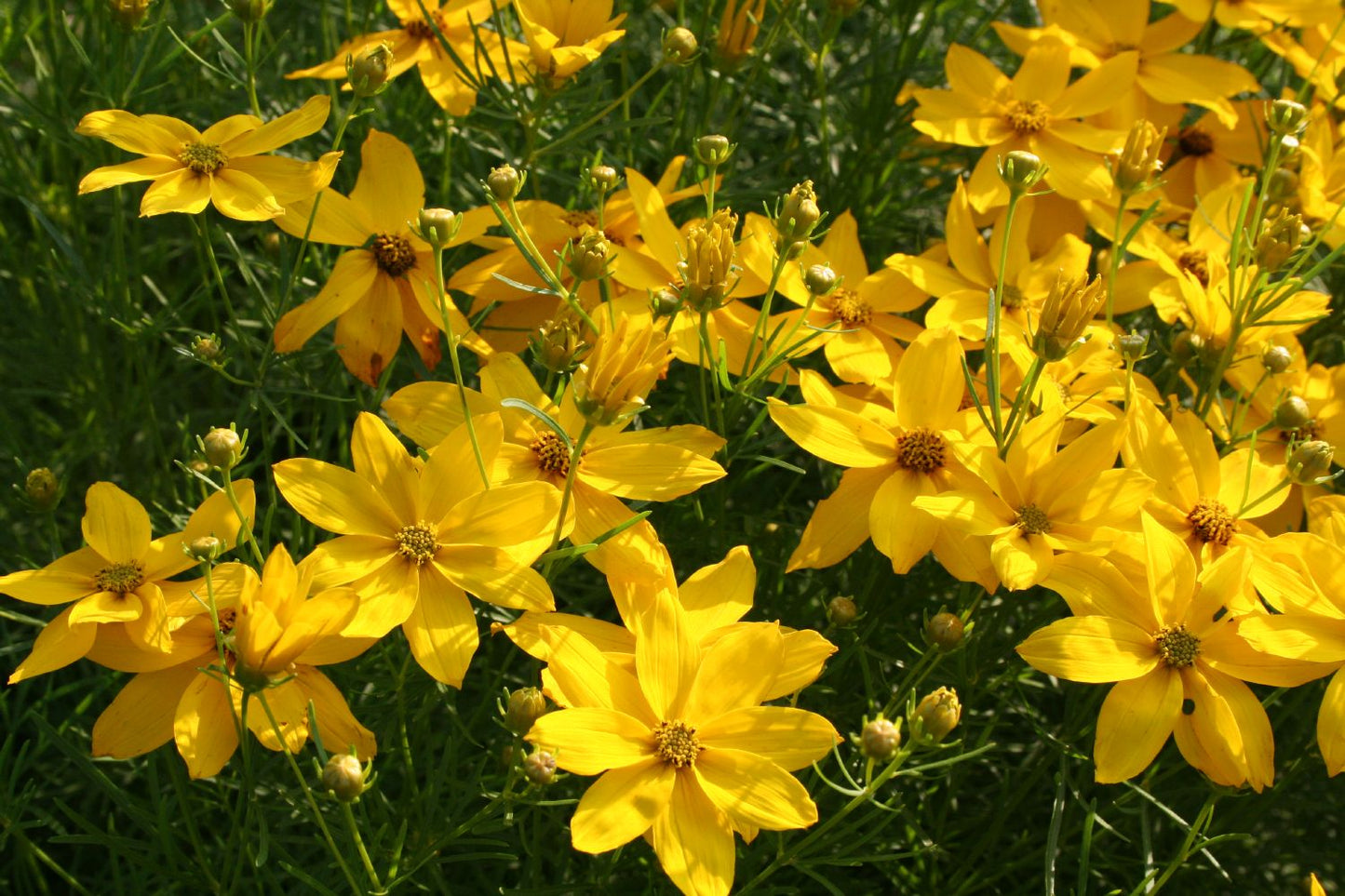 Coreopsis verticillata 'Grandiflora' (Mädchenauge)