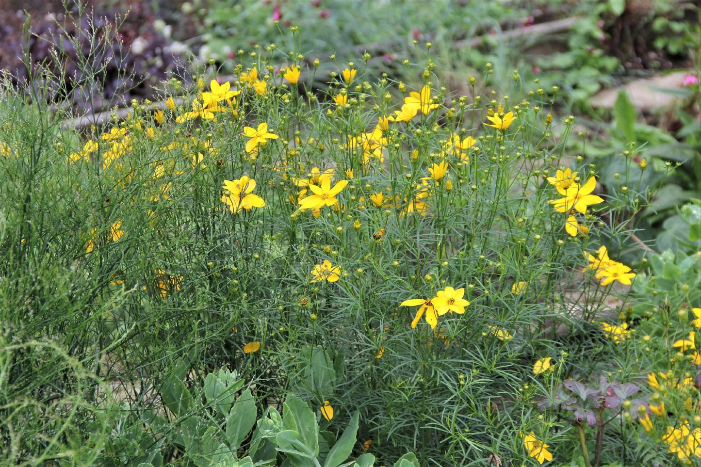 Coreopsis verticillata 'Grandiflora' (Mädchenauge)