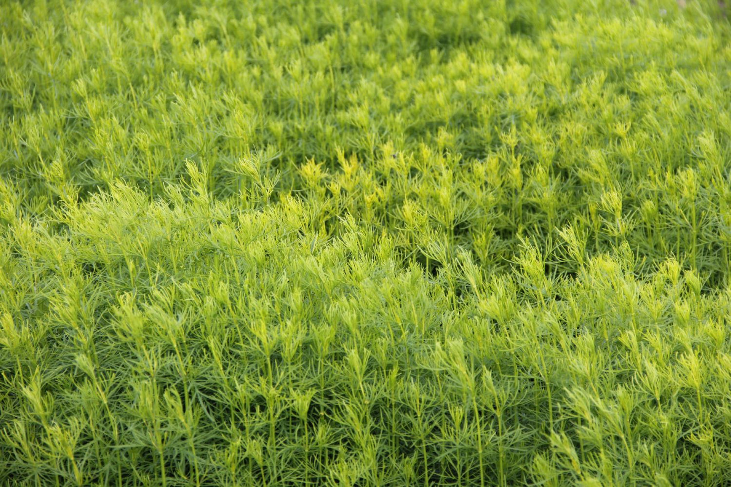 Coreopsis verticillata 'Grandiflora' (Mädchenauge)