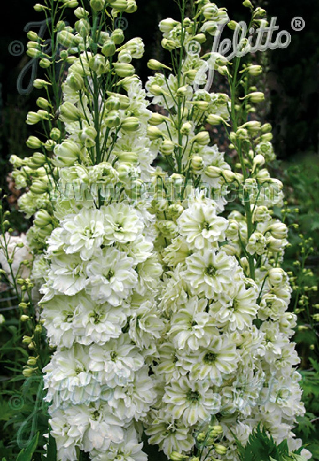 Delphinium New Millenium 'Green Twist' Rittersporn