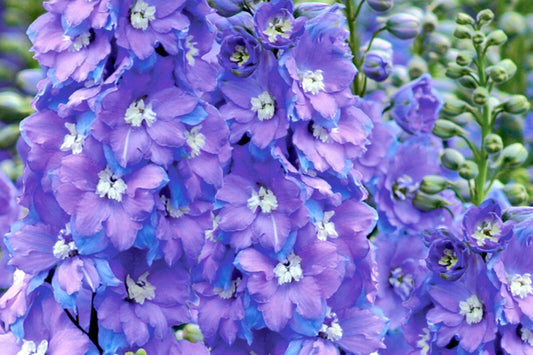 Delphinium New Millenium 'Morning Lights' Rittersporn