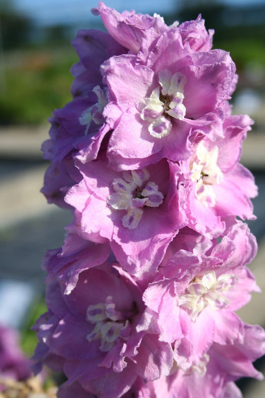 Delphinium New Millenium 'Sweethearts' Rittersporn