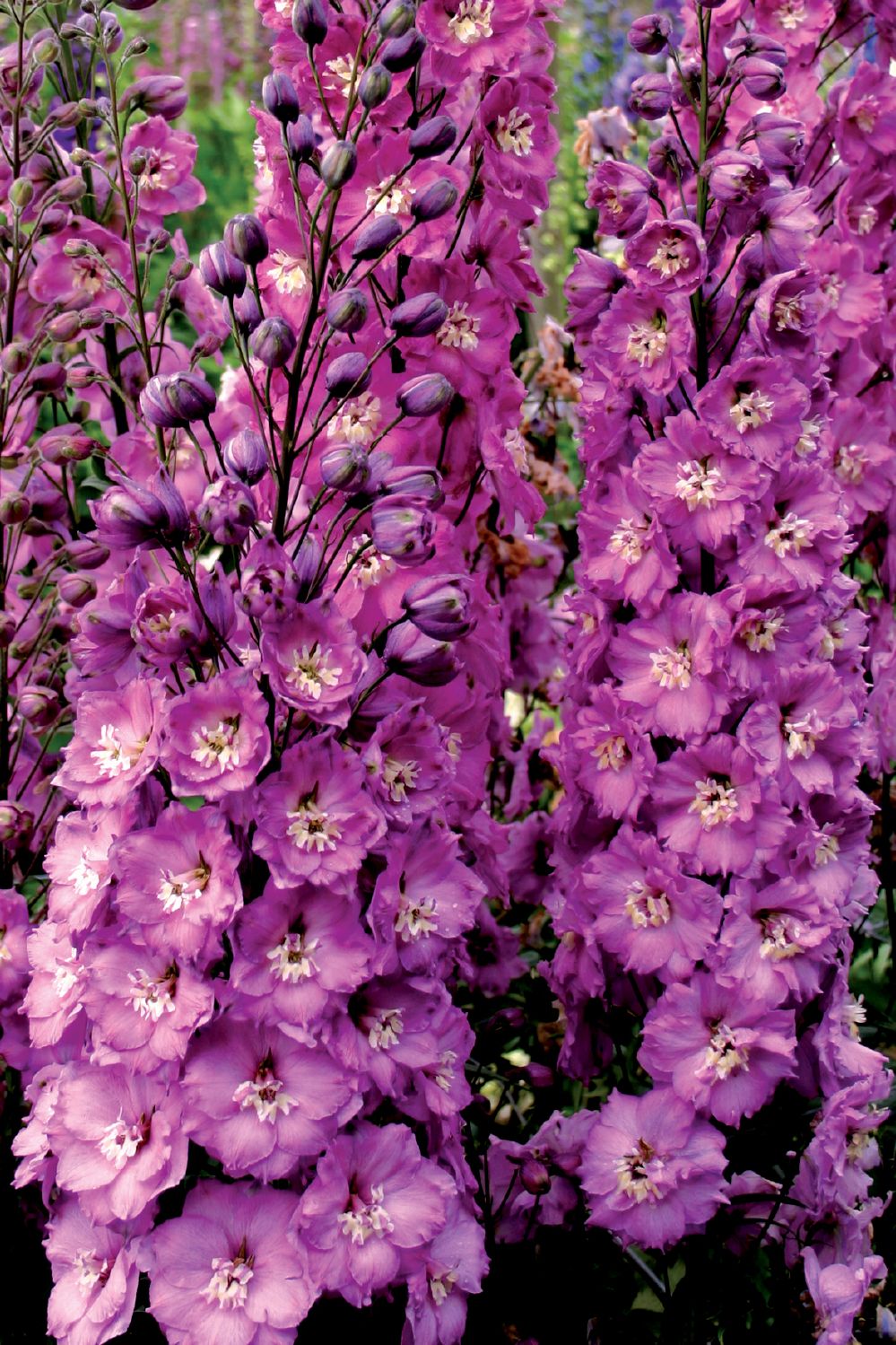 Delphinium New Millenium 'Sweethearts' (Rittersporn)