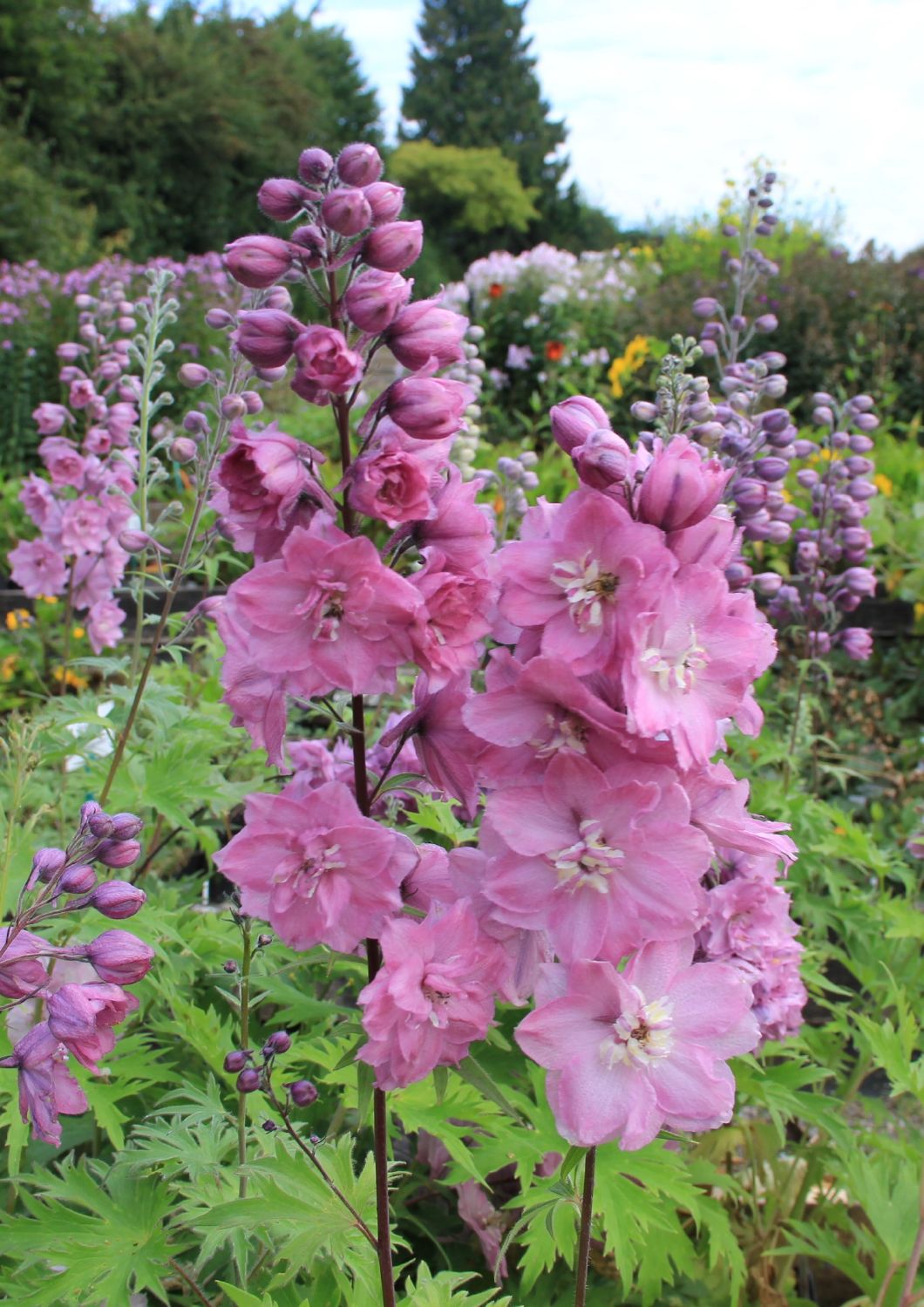 Delphinium New Millenium 'Sweethearts' (Rittersporn)