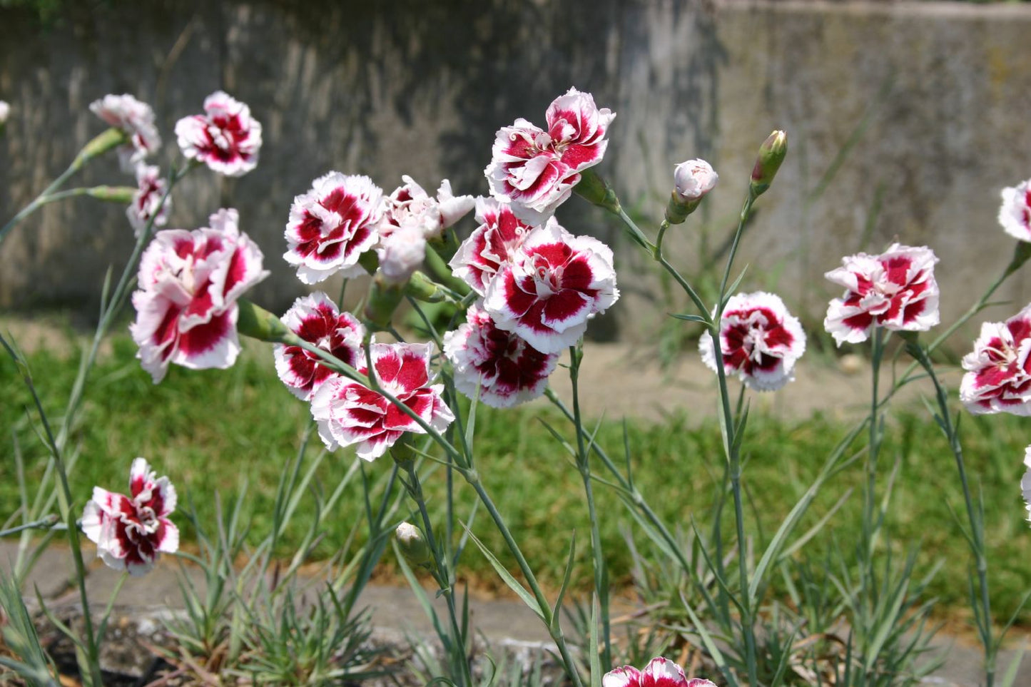 Dianthus x allwoodii 'Alice' (Nelke)