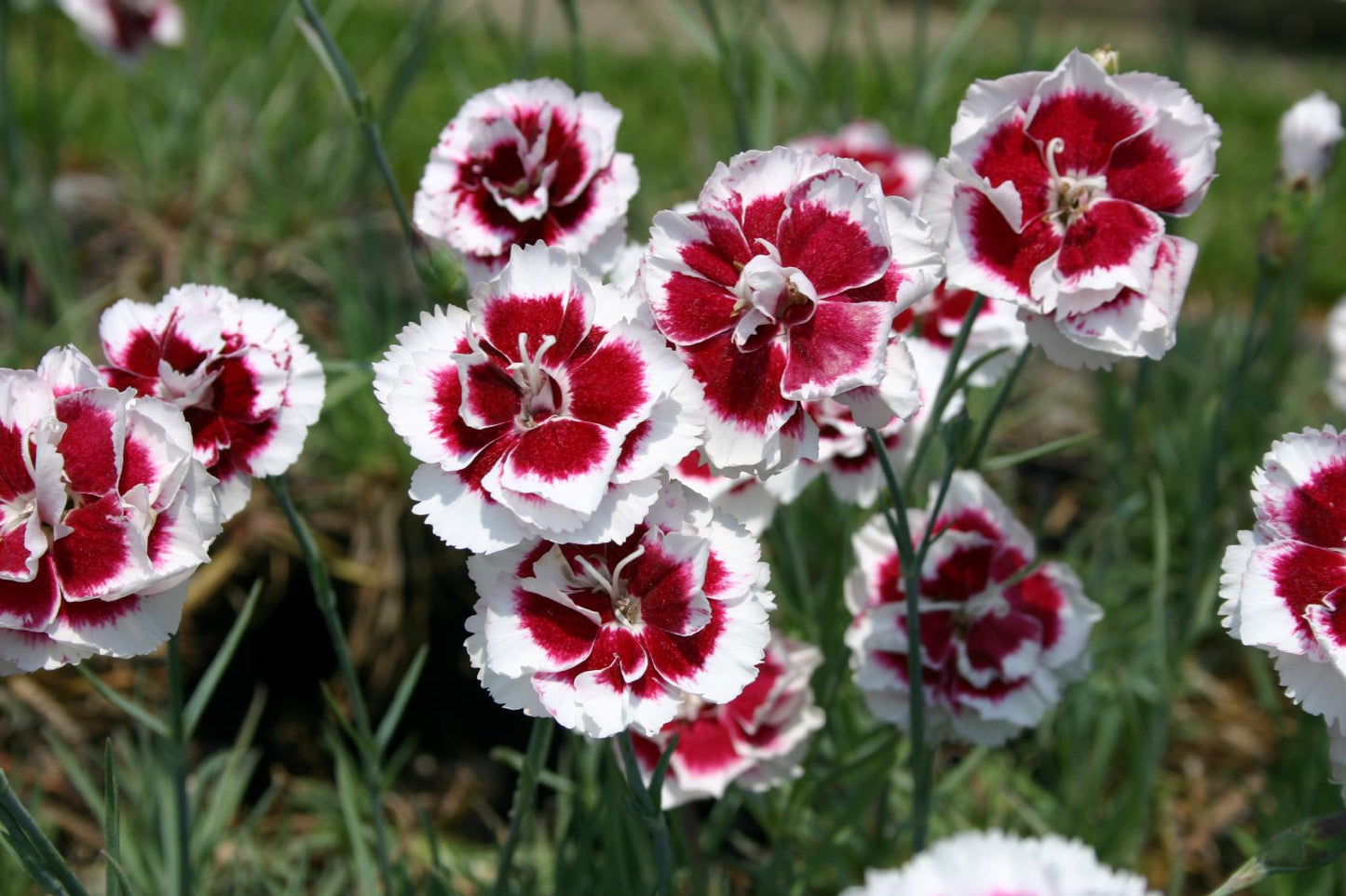 Dianthus x allwoodii 'Alice' (Nelke)