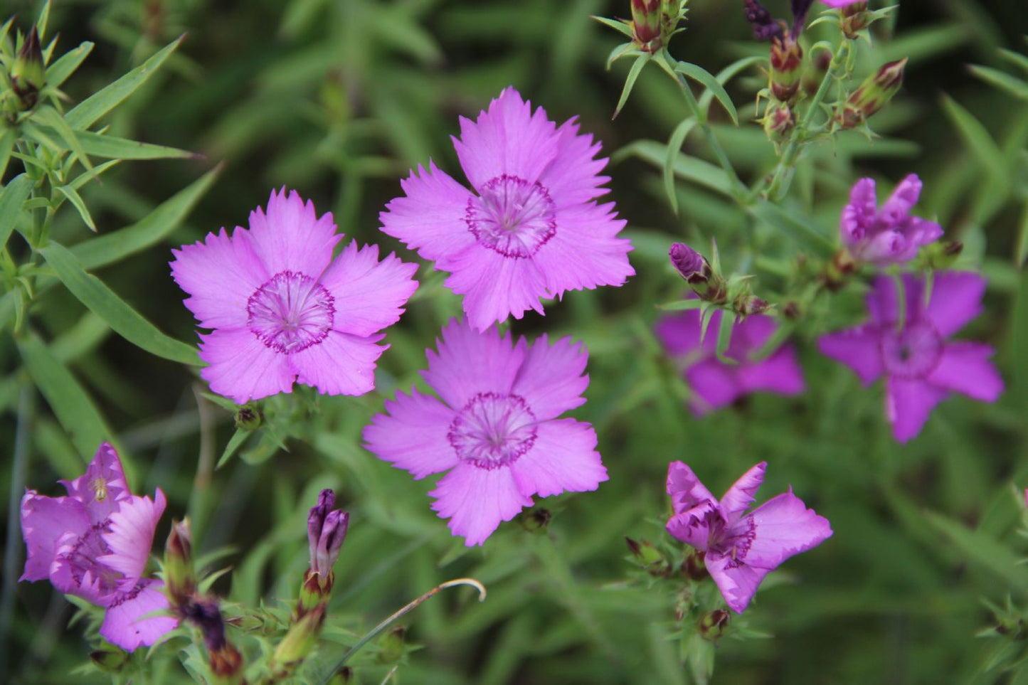 Dianthus amurensis Amur-Nelke