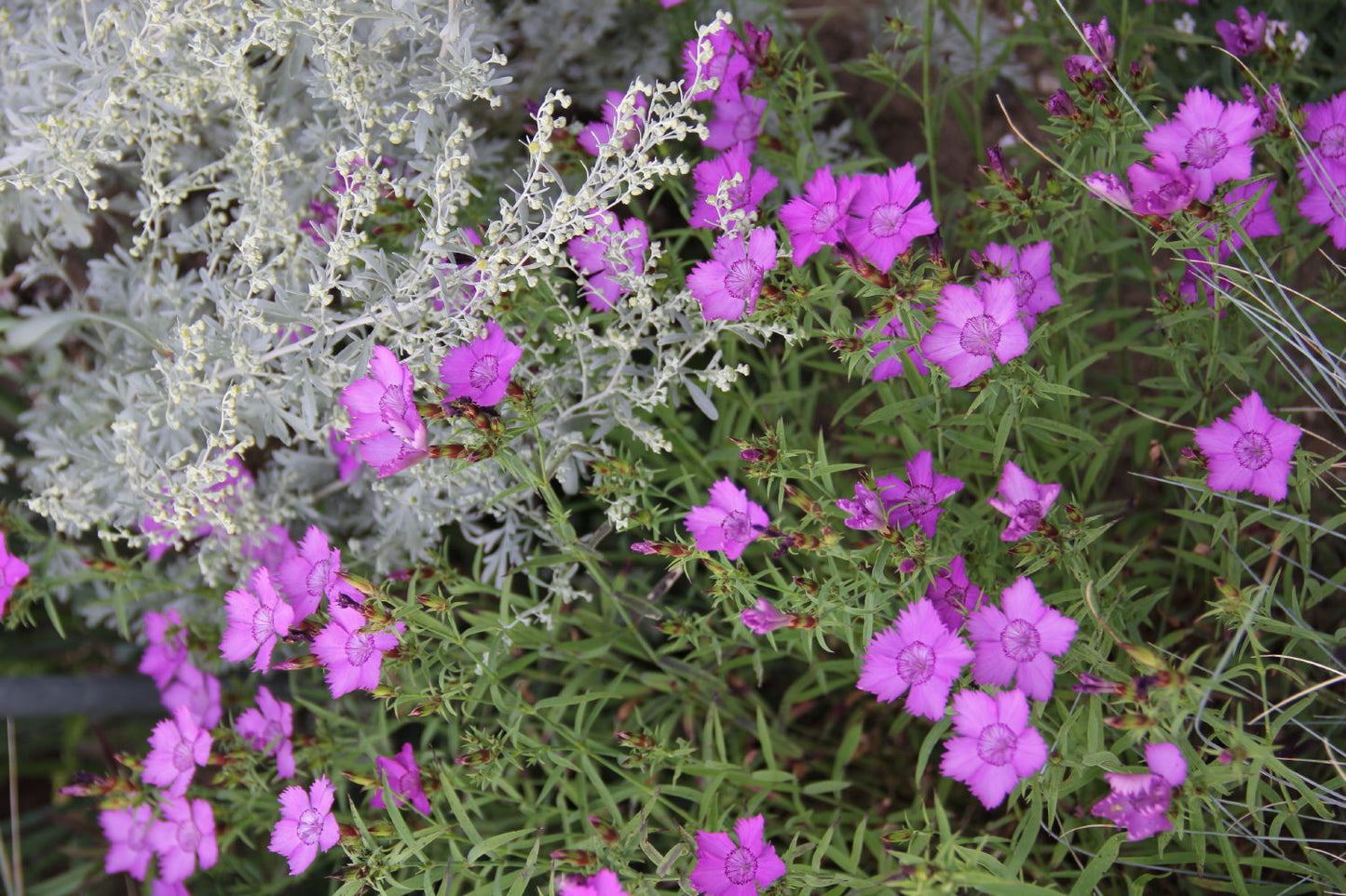 Dianthus amurensis (Amur-Nelke) Dianthus amurensis (Amur-Nelke)