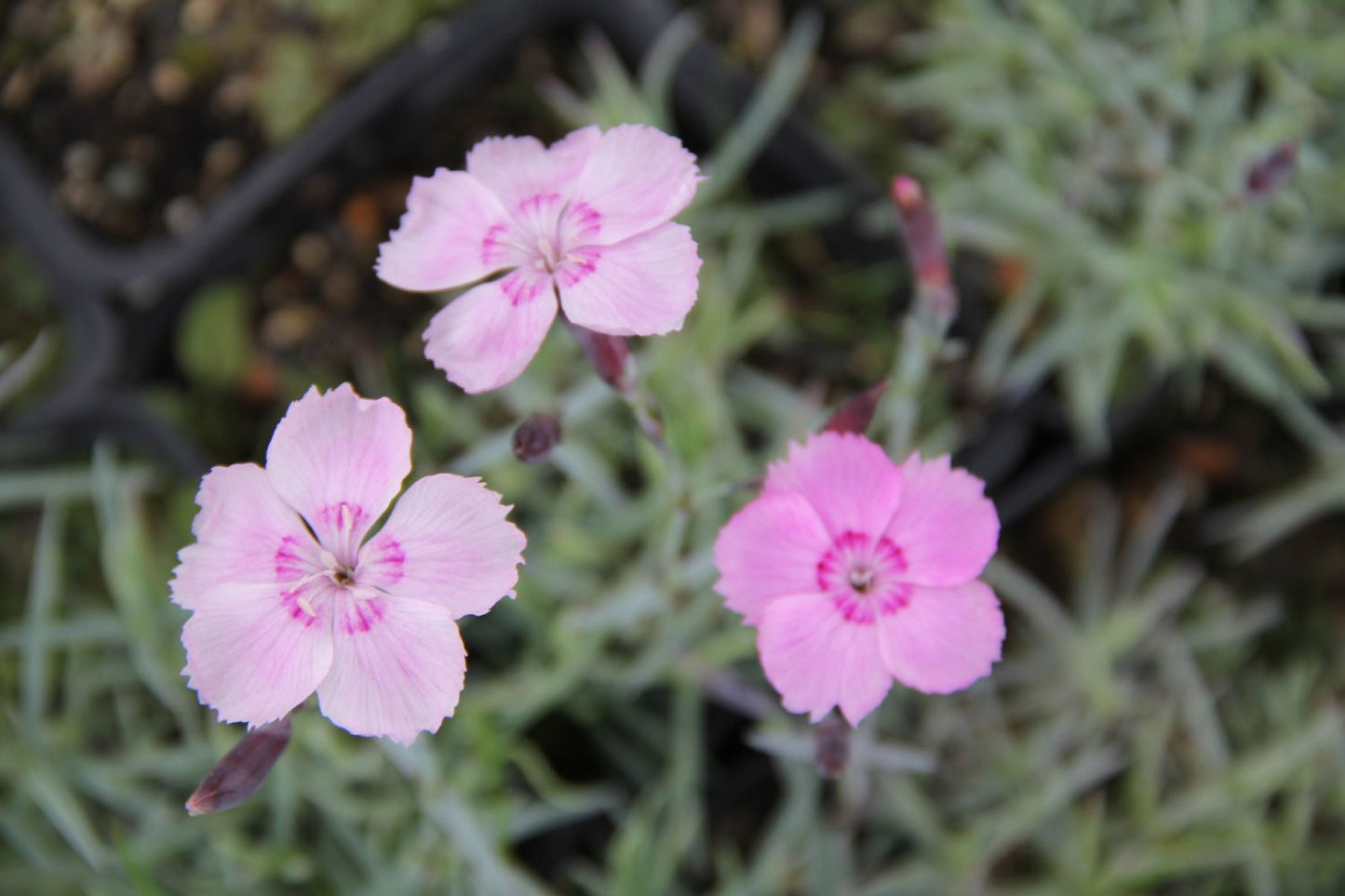 Dianthus gratianopolitanus 'Nordstjernen' Pfingstnelke