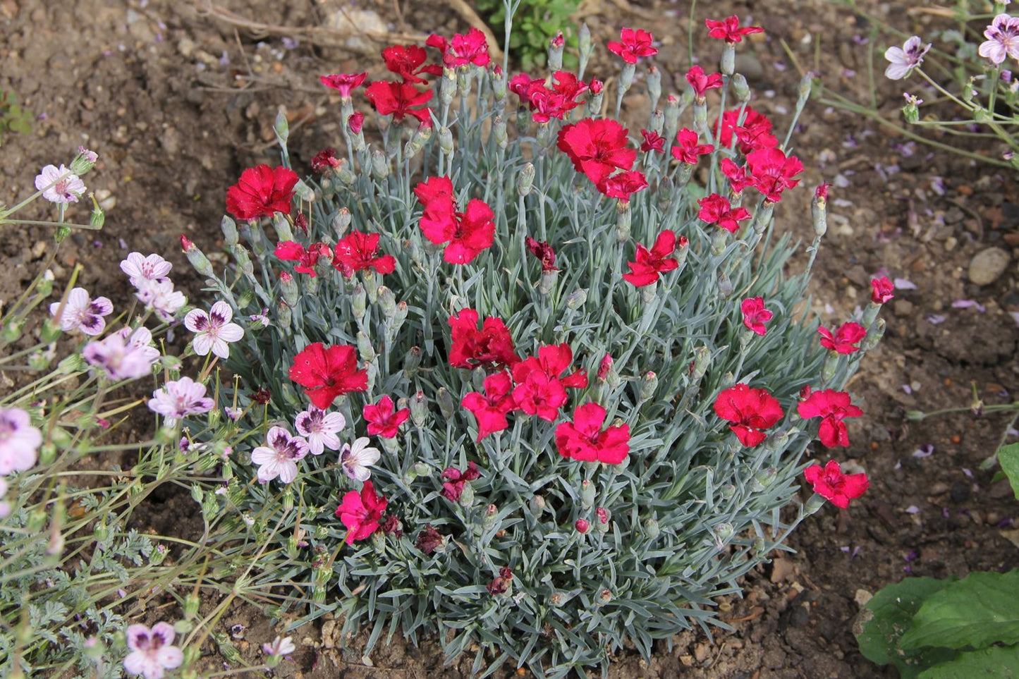 Dianthus gratianopolitanus 'Rubin' Pfingstnelke