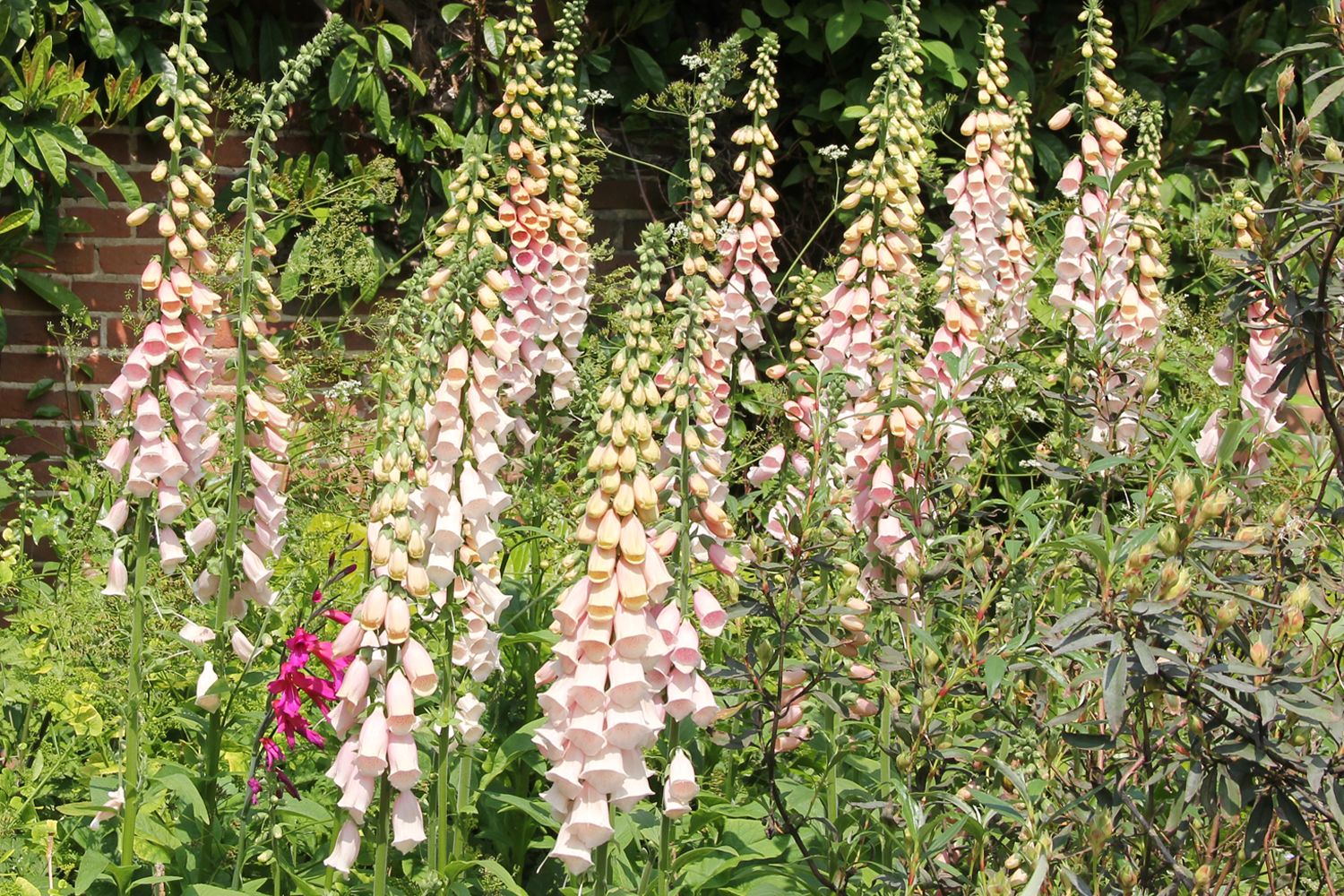 Digitalis purpurea 'Suttons Apricot' Fingerhut