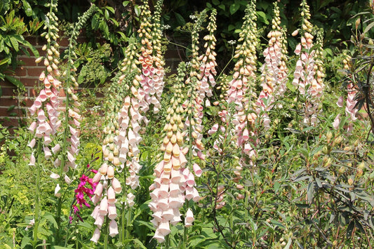 Digitalis purpurea 'Suttons Apricot' Fingerhut