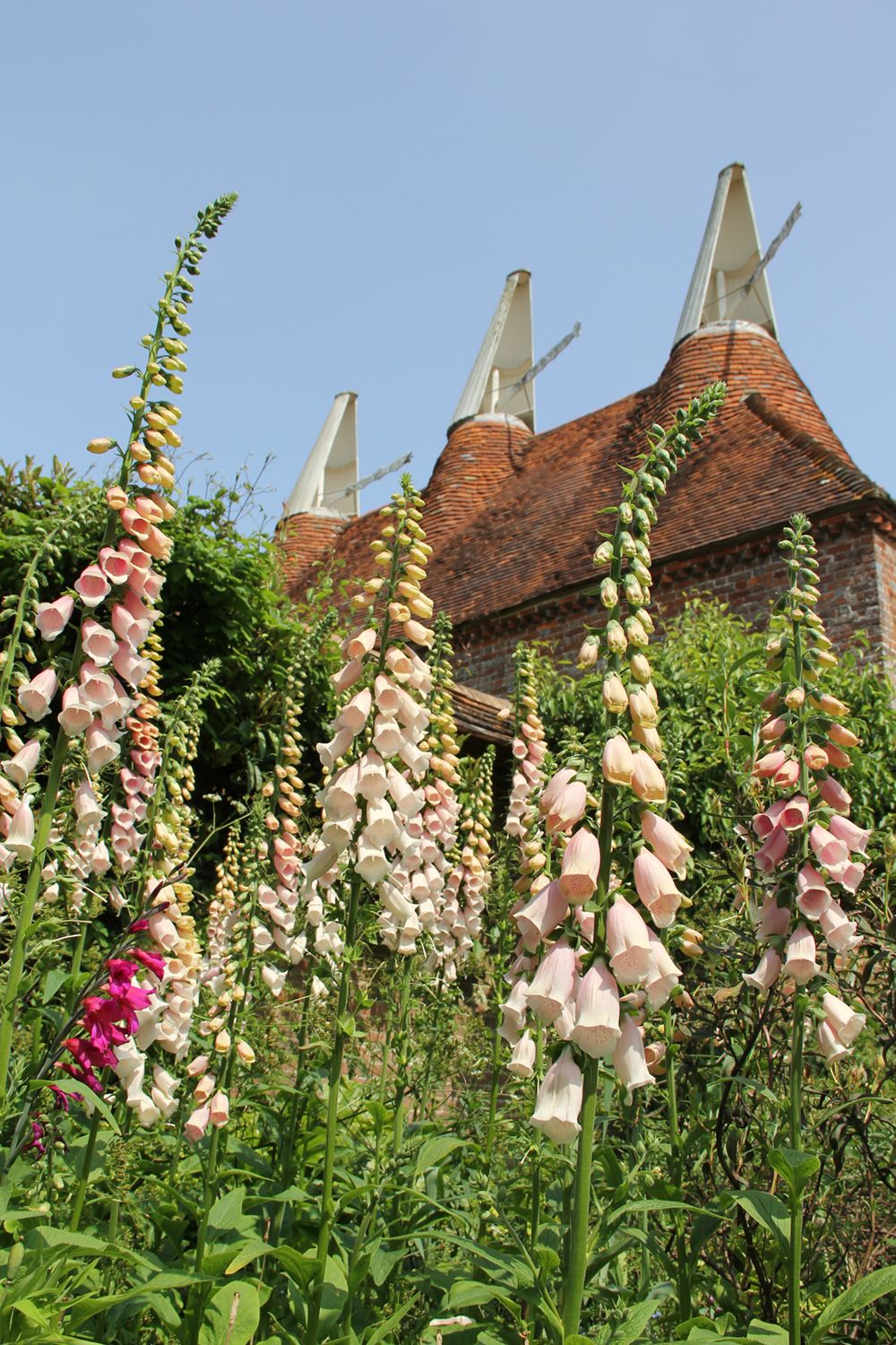 Digitalis purpurea 'Suttons Apricot' (Fingerhut)