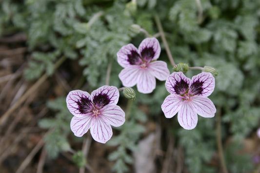 Erodium x kolbianum 'Natasha' Reiherschnabel