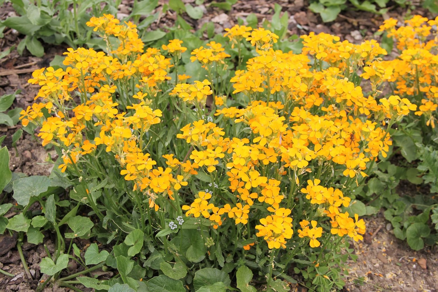 Erysimum linifolium 'Orange Flame' Goldlack, Schöterich