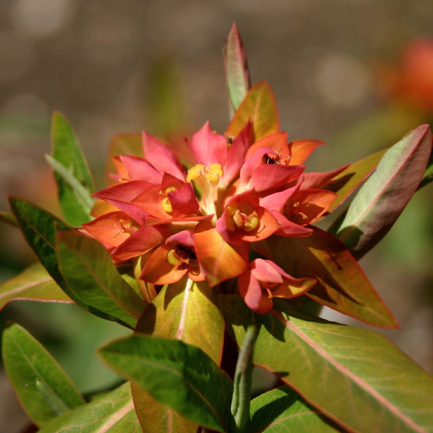 Euphorbia griffithii 'Fireglow Dark' Wolfsmilch