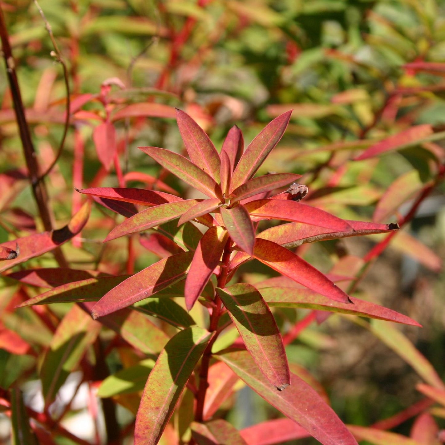 Euphorbia griffithii 'Fireglow Dark' (Wolfsmilch)