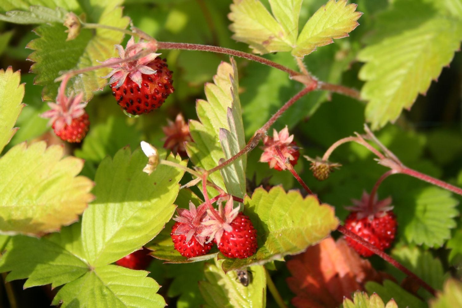 Fragaria vesca var. semperflorens 'Rügen' Monatserdbeere