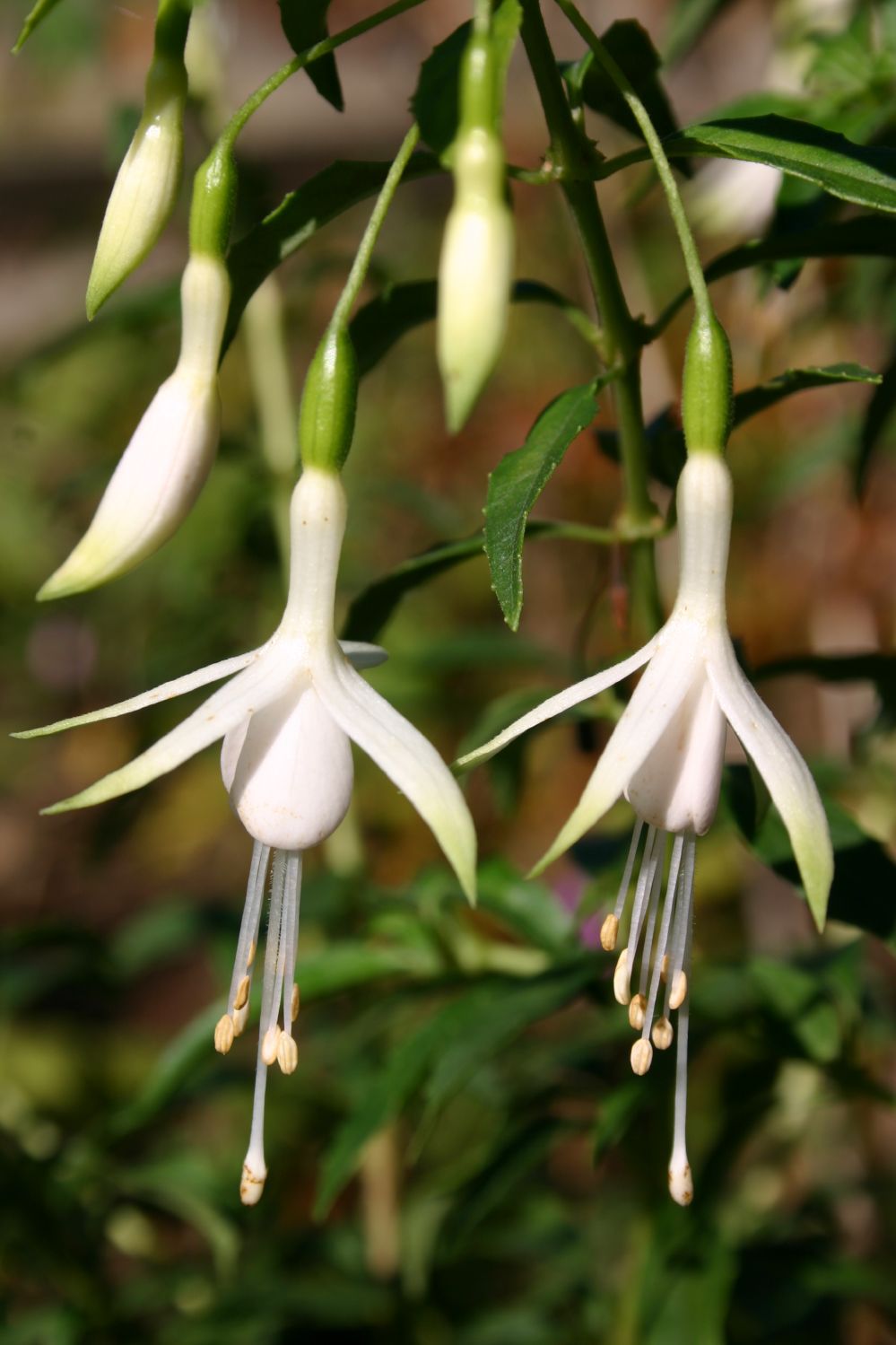 Fuchsia magellanica var. alba Fuchsie