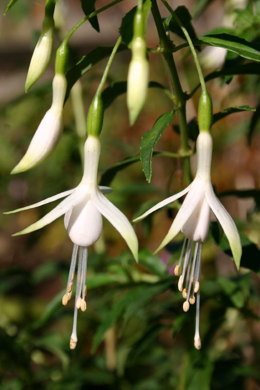 Fuchsia magellanica var. alba Fuchsie