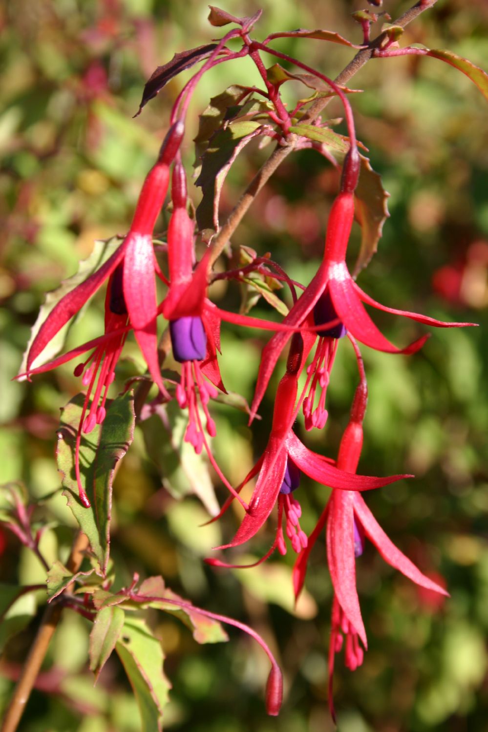 Fuchsia magellanica var. gracilis Fuchsie