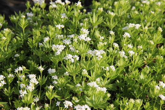 Galium odoratum Echter Waldmeister