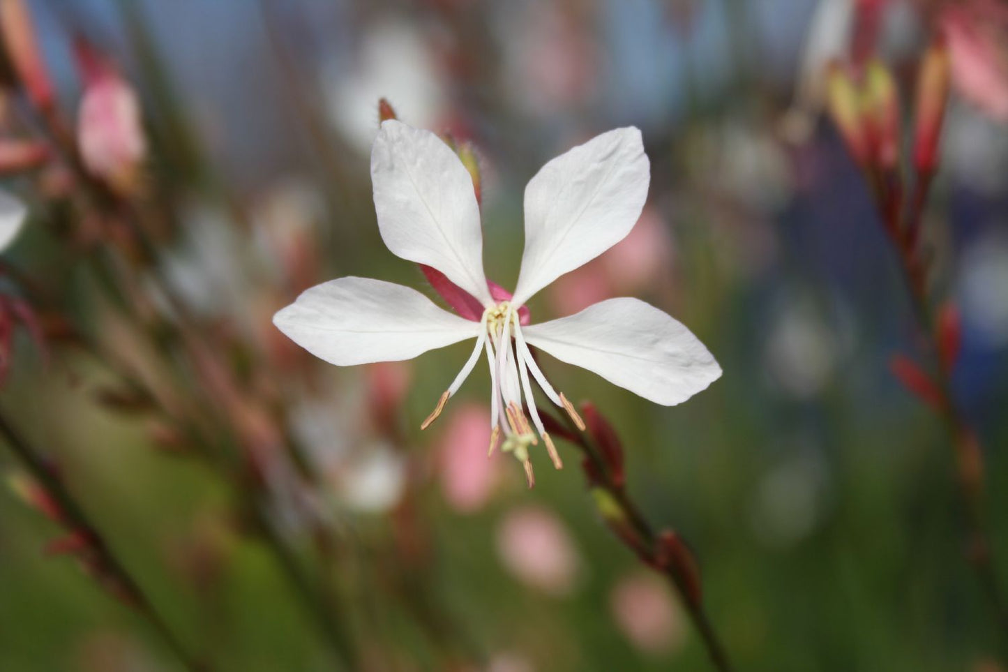 Gaura lindheimeri Prachtkerze Gaura lindheimeri Prachtkerze