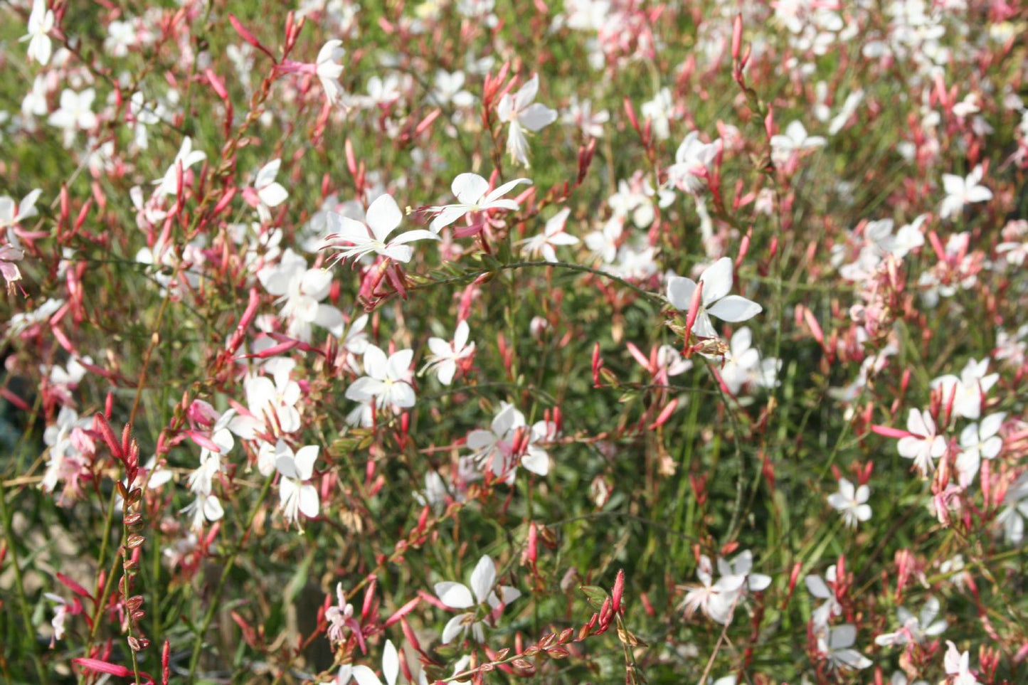 Gaura lindheimeri (Prachtkerze) Gaura lindheimeri (Prachtkerze)