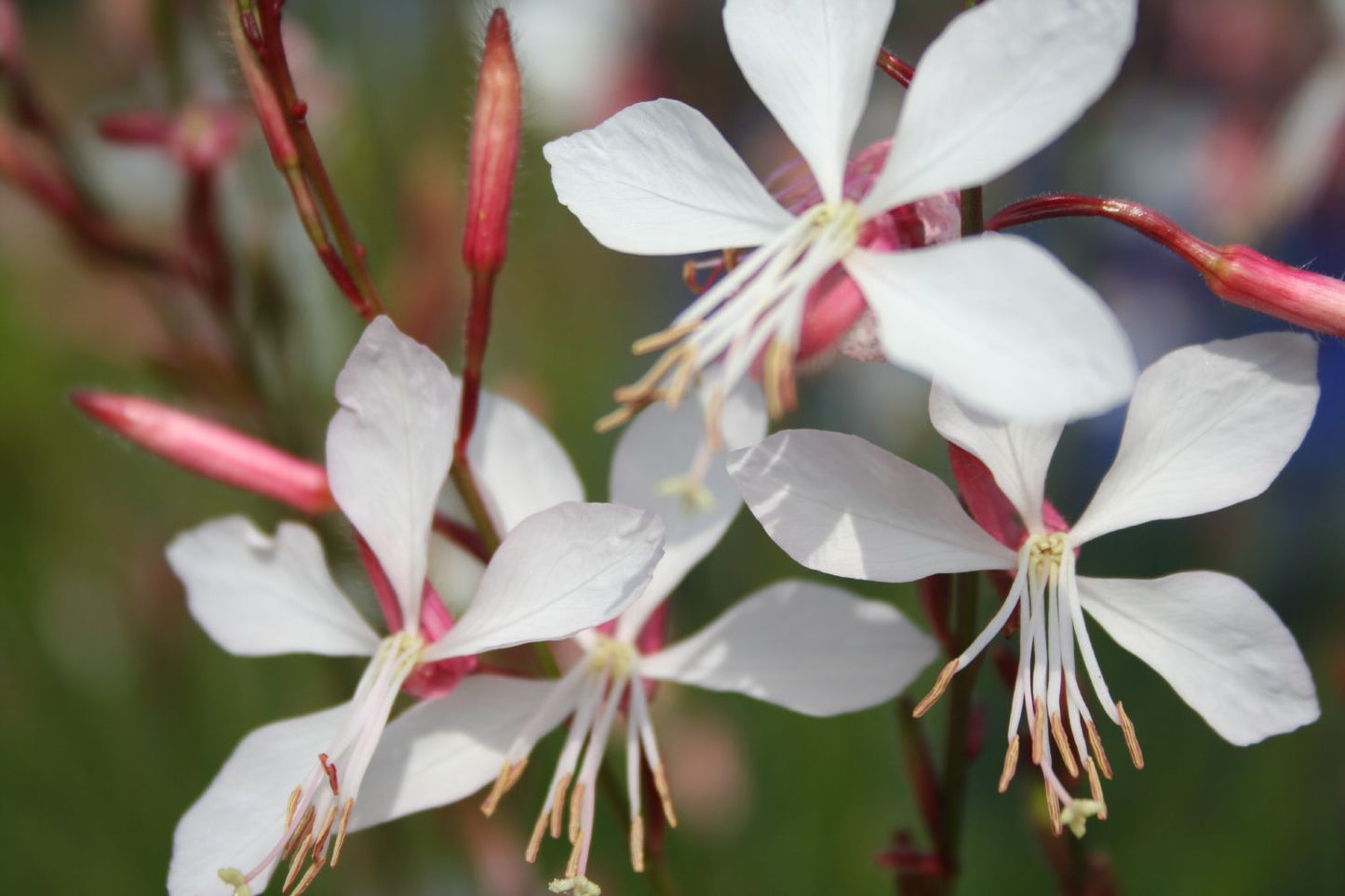 Gaura lindheimeri (Prachtkerze) Gaura lindheimeri (Prachtkerze)