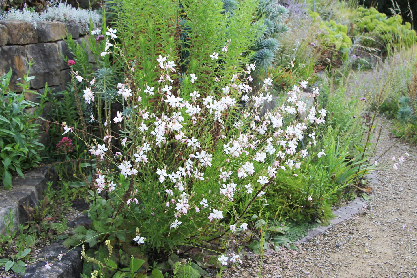 Gaura lindheimeri (Prachtkerze) Gaura lindheimeri (Prachtkerze)
