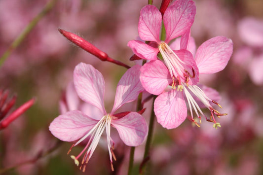 Gaura lindheimeri 'Siskiyou Pink' Prachtkerze