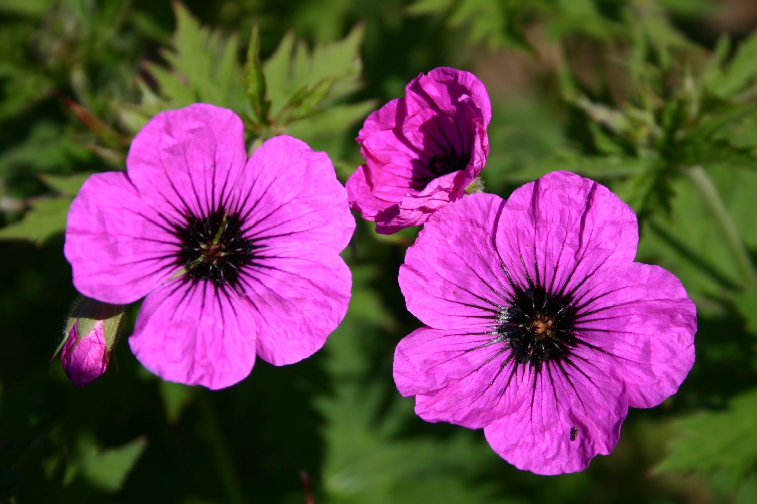 Geranium psilostemon Storchschnabel
