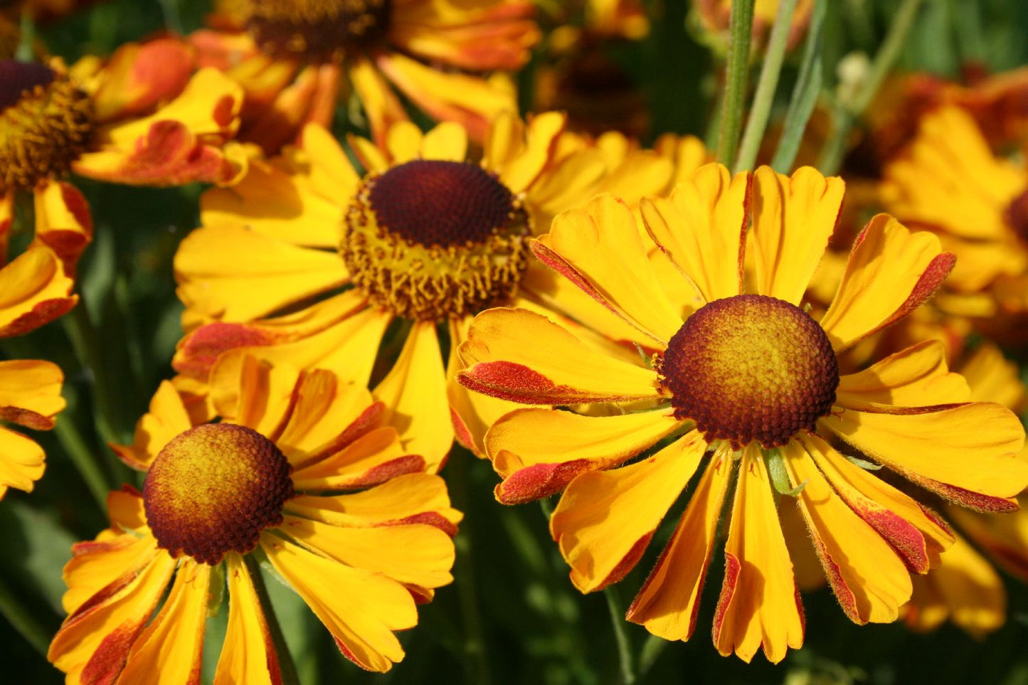 Helenium 'Rauchtopas' Garten-Sonnenbraut