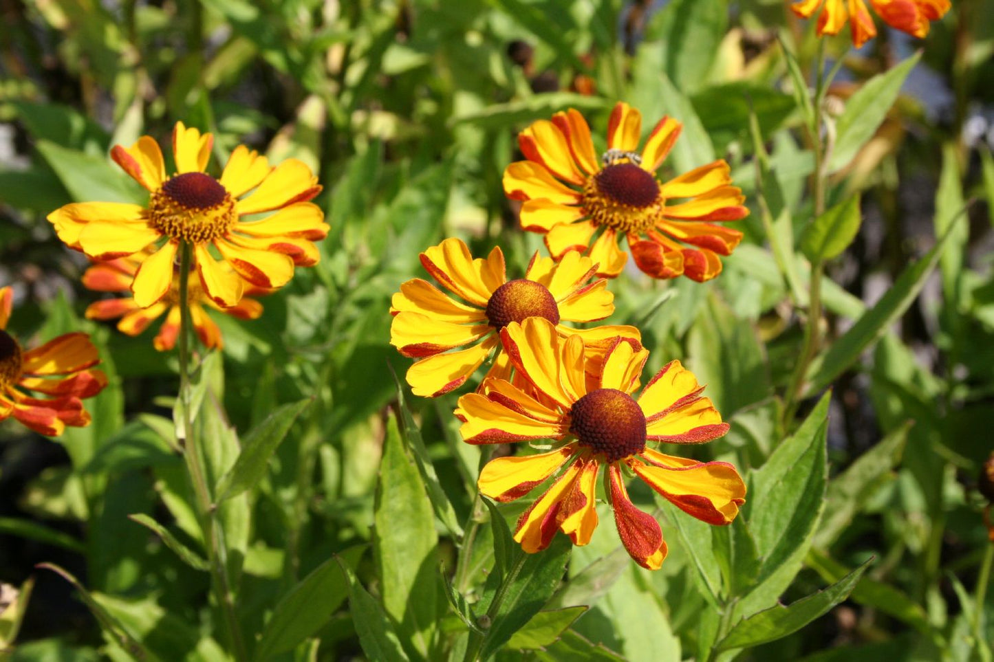 Helenium 'Rauchtopas' (Garten-Sonnenbraut)