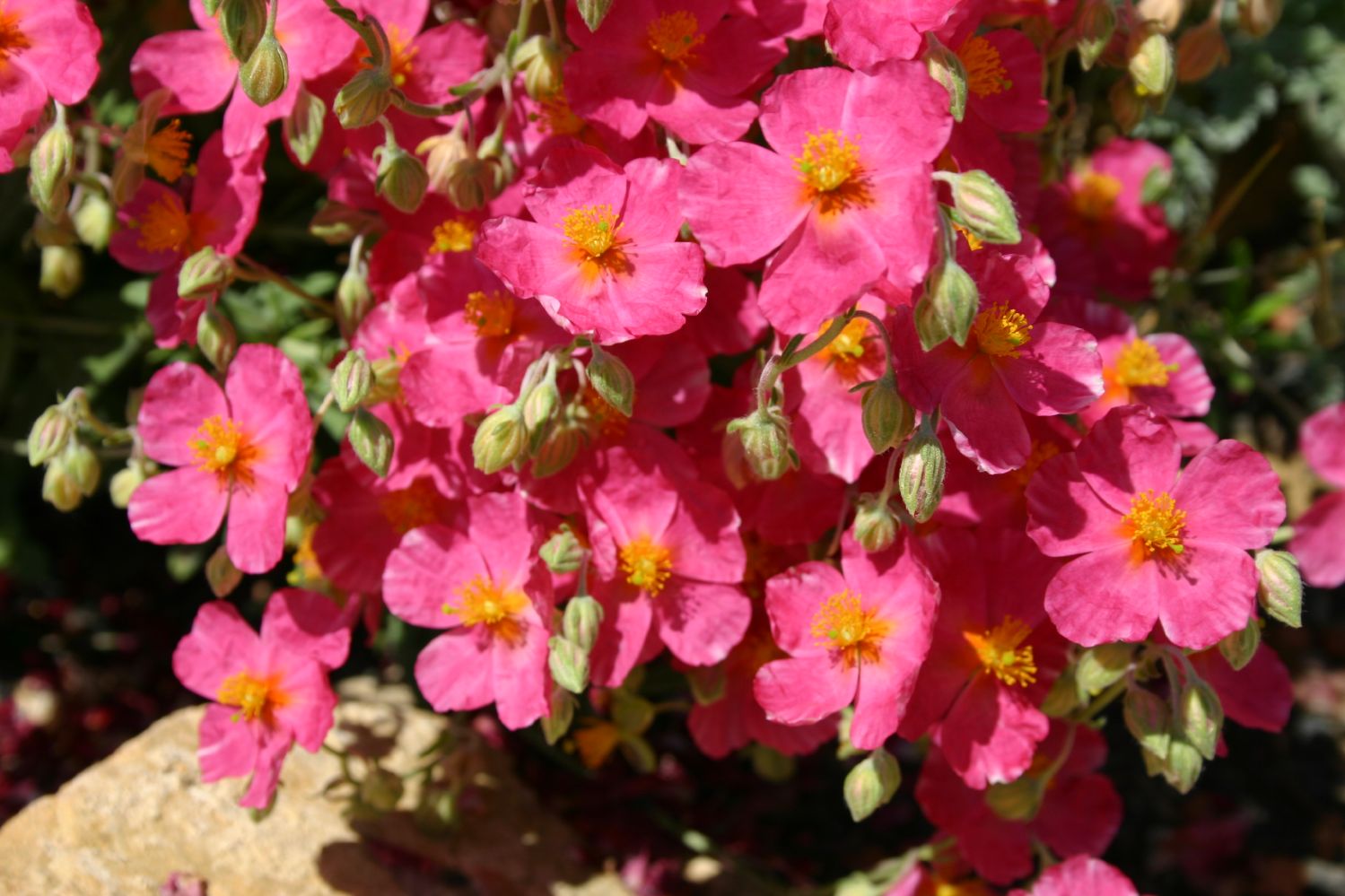 Helianthemum 'Rosa Königin' Sonnenröschen