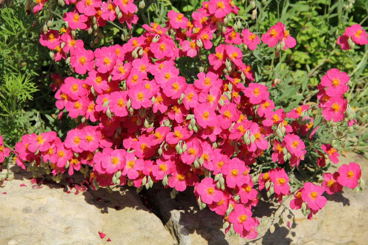 Helianthemum 'Rosa Königin' (Sonnenröschen)
