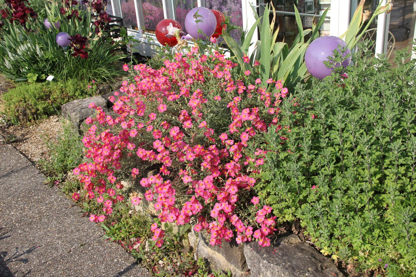 Helianthemum 'Rosa Königin' (Sonnenröschen)