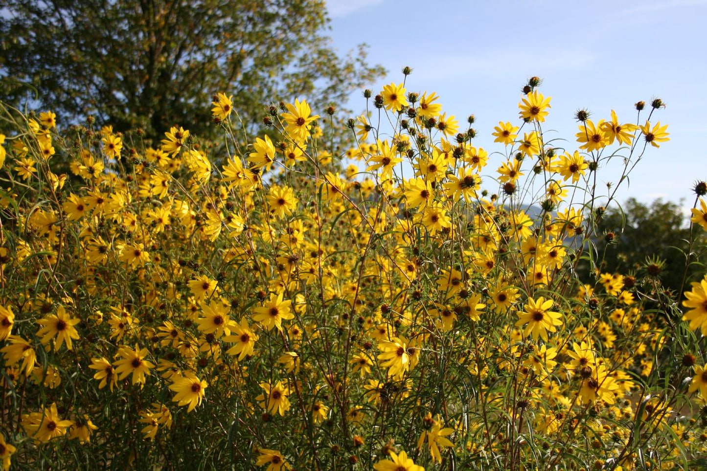 Helianthus orgyalis (Weidenblättrige Sonnenblume)