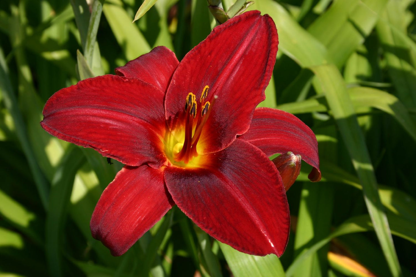 Hemerocallis 'Agnes Elpers' Großblumige Taglilie