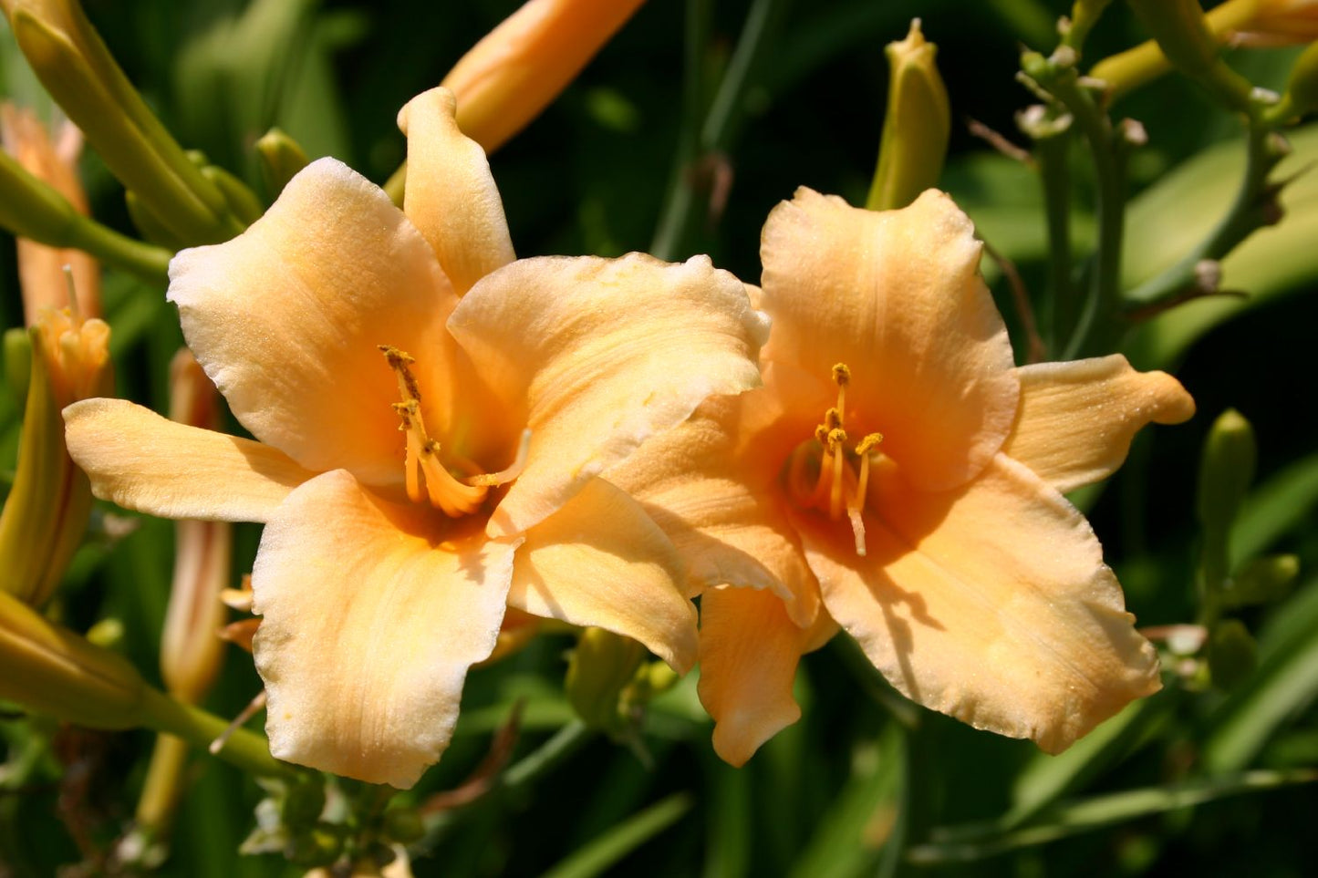 Hemerocallis 'Apricot Angel' Kleinblumige Taglilie
