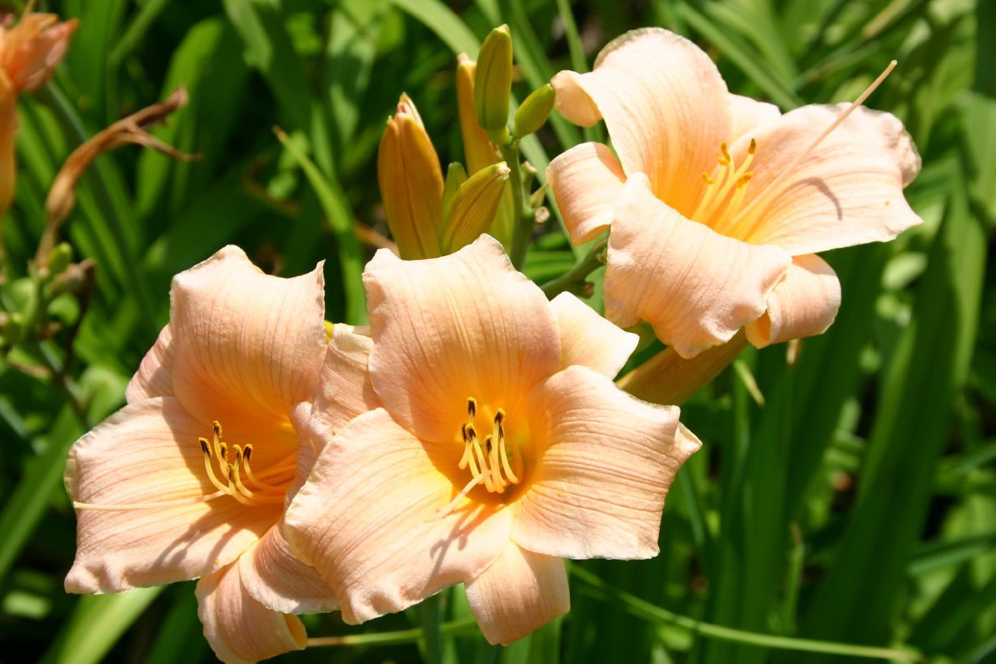 Hemerocallis 'Baby Julia' Kleinblumige Taglilie