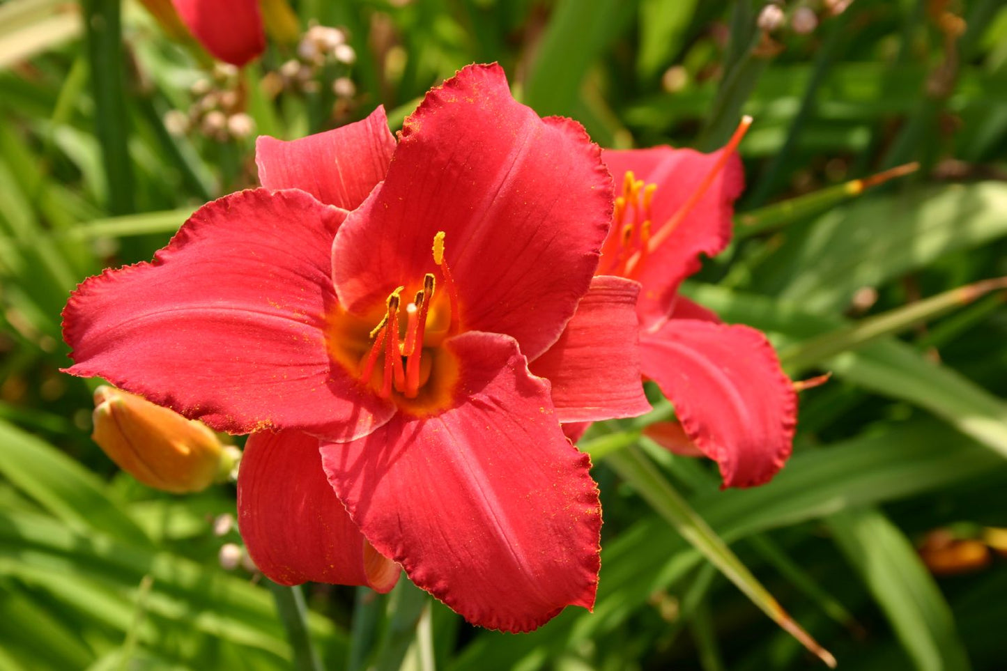Hemerocallis 'Beste Kirsch' Großblumige Taglilie