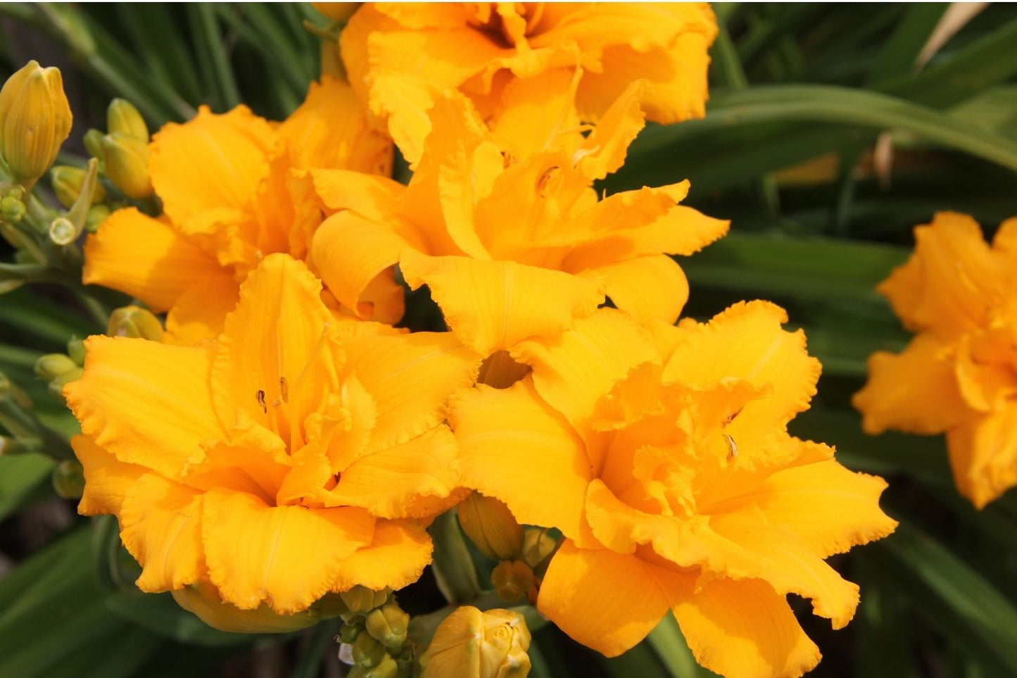 Hemerocallis 'Condilla' (Großblumige Taglilie)