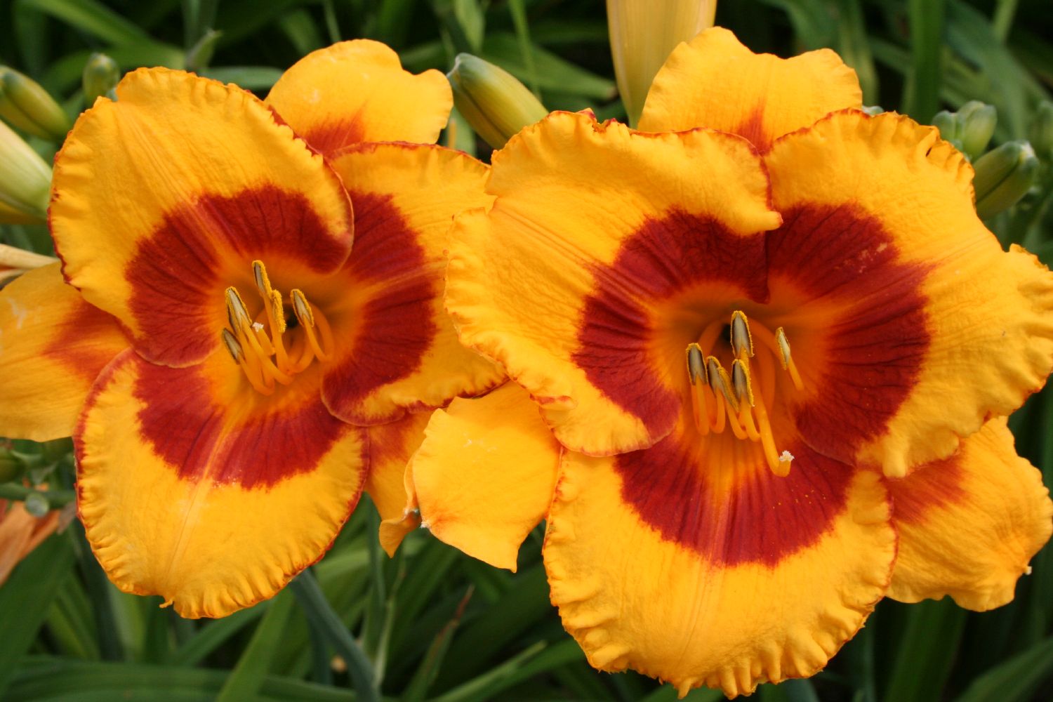 Hemerocallis 'Fooled Me' Großblumige Taglilie