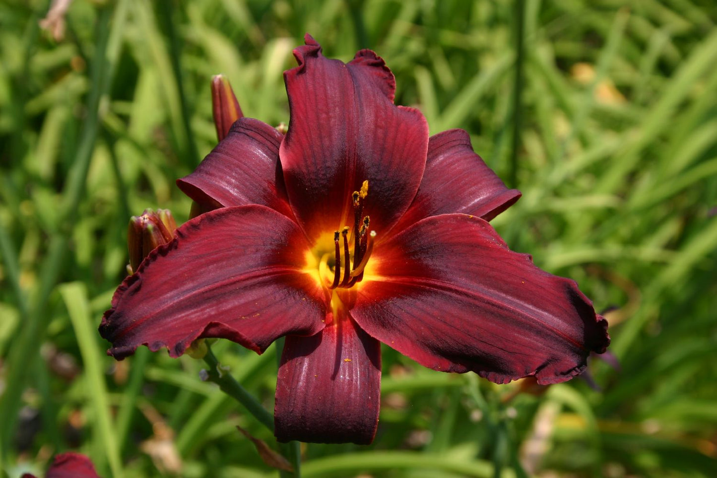 Hemerocallis 'Happy Apple' Großblumige Taglilie