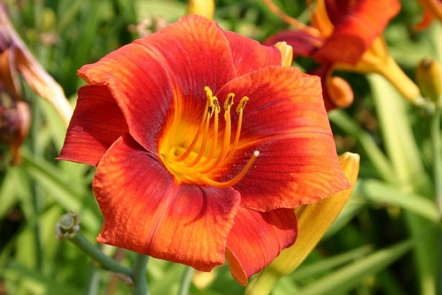 Hemerocallis 'Hot Town' Großblumige Taglilie
