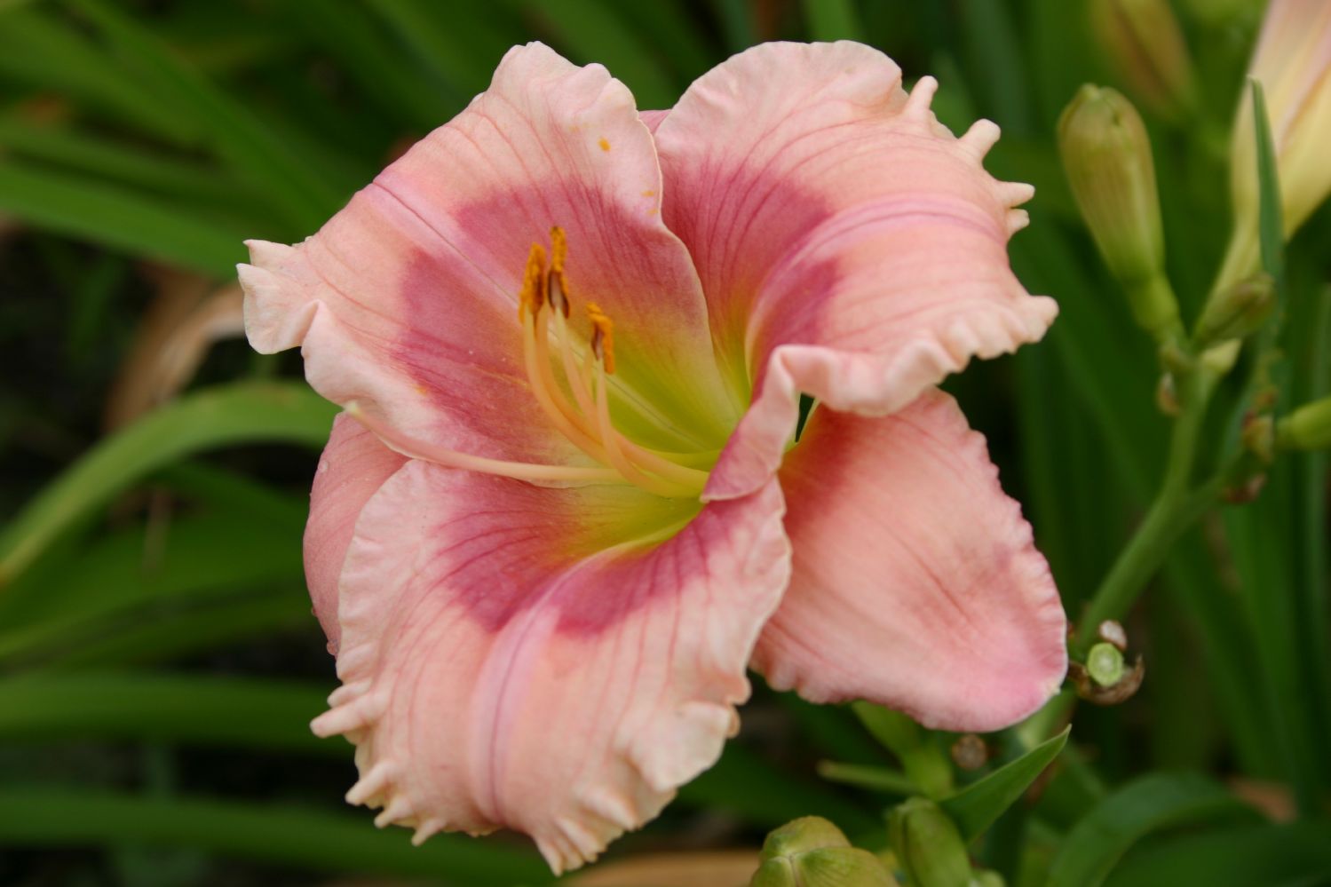 Hemerocallis 'Janice Brown' Kleinblumige Taglilie