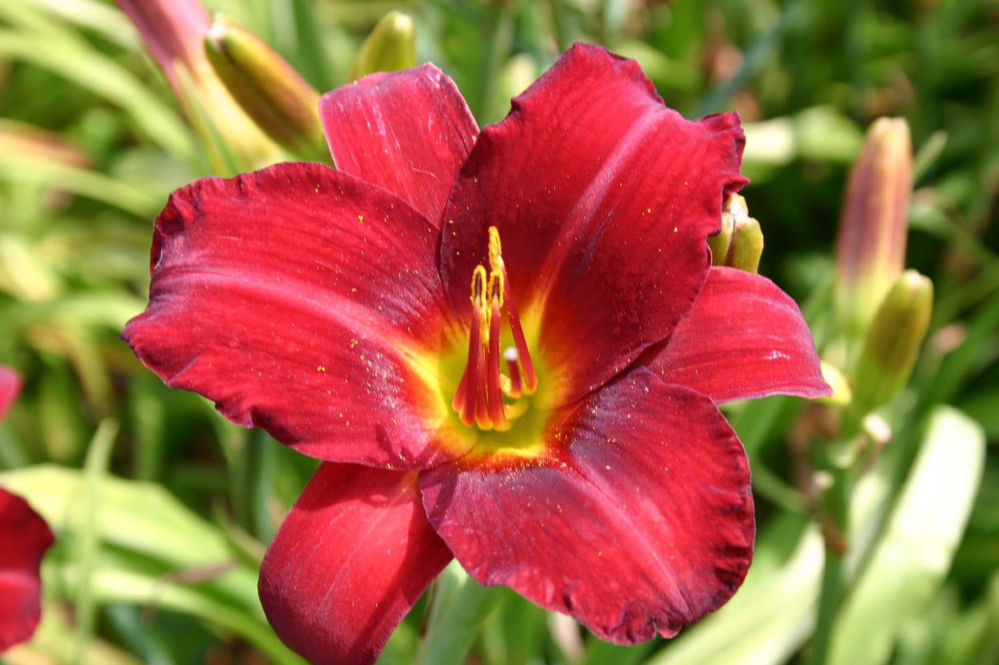 Hemerocallis 'Mighty Mogul' Großblumige Taglilie