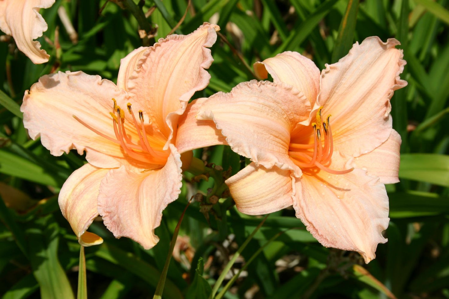 Hemerocallis 'Pink Embers' Großblumige Taglilie